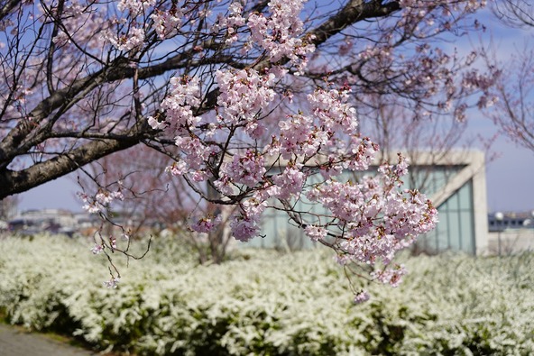 2026年3月24日の様子(狭山池博物館前)