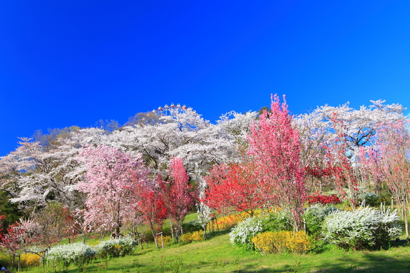 アトラクションなどを楽しみながら桜を上から鑑賞(画像提供:kazukiatuko / PIXTA)