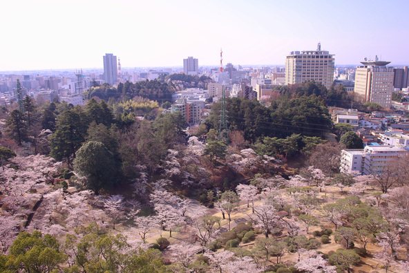 約800本の桜を上から満喫できます(画像提供:Tozawa / PIXTA)