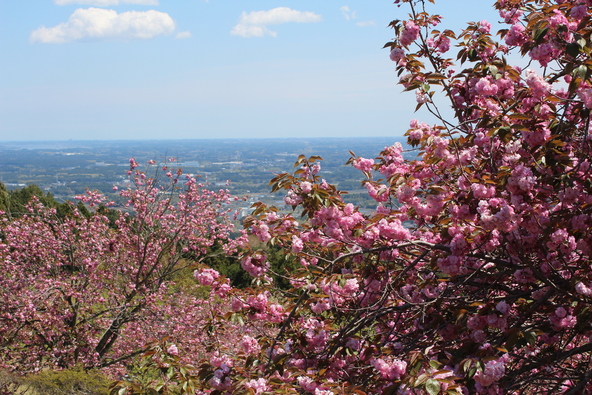 山の斜面を彩る桜を一望できます(画像提供:おひさま / PIXTA)