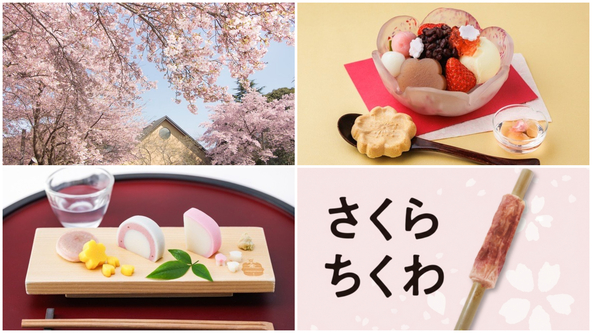 早咲き桜「大漁桜」の名所でお花見&かまぼこ体験!