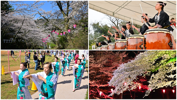 ステージイベントやお茶処、物販・観光案内、夜桜など1日中楽しめます