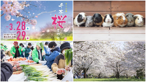 約1,000本の桜と物産展が楽しめる春のまつり