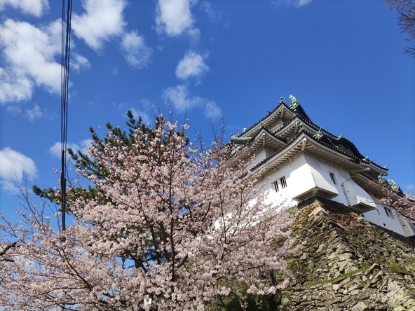 天守閣を彩る桜