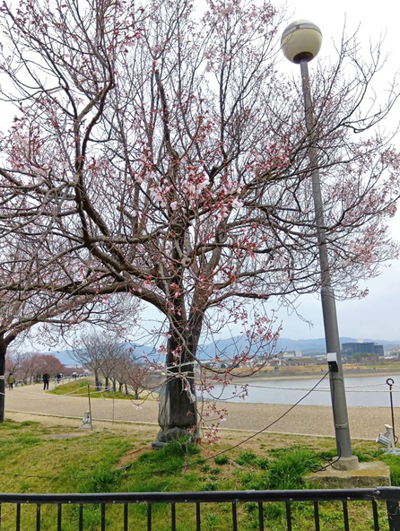 (狭山池北堤の標本木)