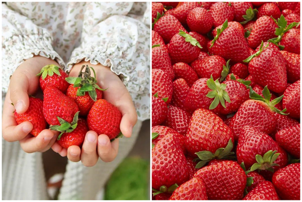 地域の特産品「南河内いちご」をたっぷり味わいましょう