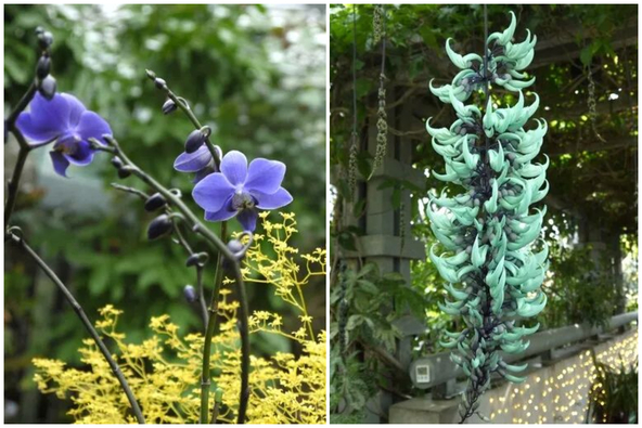 (左)産学共同で生み出された、日本が誇る青色胡蝶蘭「ブルージーン(R)」(右)宝石の翡翠色をしたヒスイカズラ