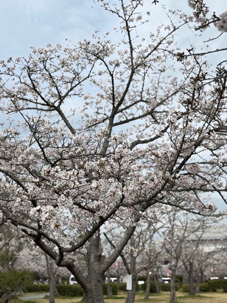 2026年3月30日の様子