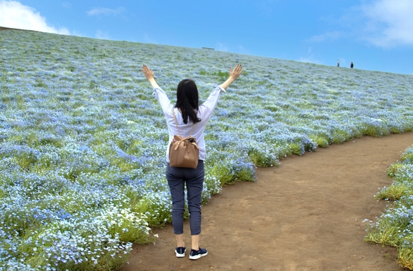 過去の満開時の様子(画像提供: petapon / PIXTA)