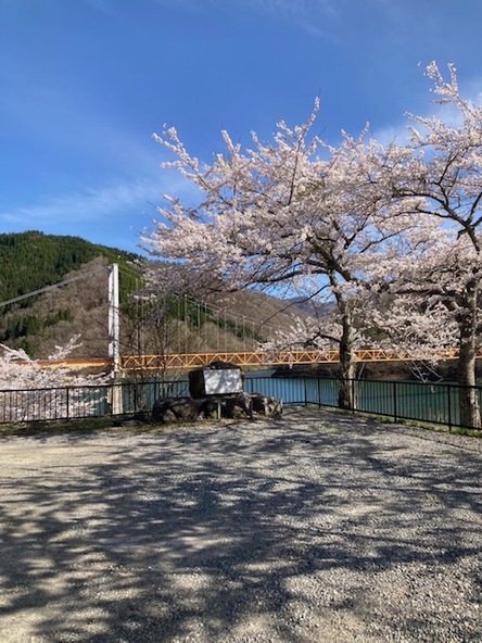 「夢のかけはし」を彩る桜(画像提供:大野市)