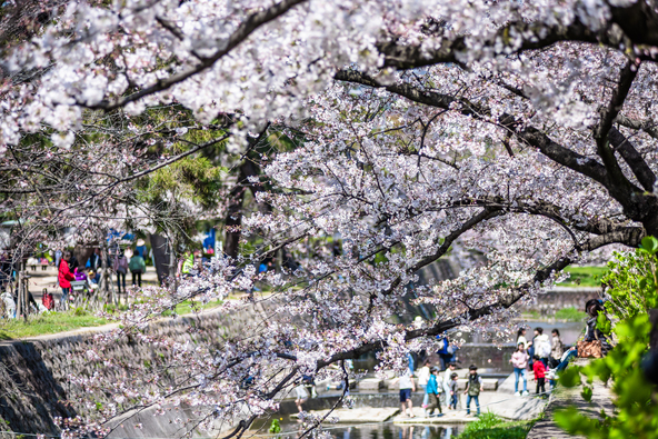 「日本さくら名所100選」にも選ばれた桜の名所(画像提供:hiroki okumura / PIXTA)