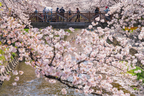 約7.6kmにわたって続く桜並木(画像提供:daysgoby_JPN / PIXTA)