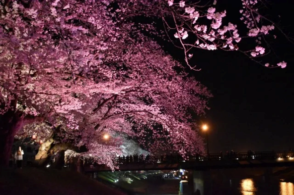 「足羽川桜並木」ライトアップ時の様子