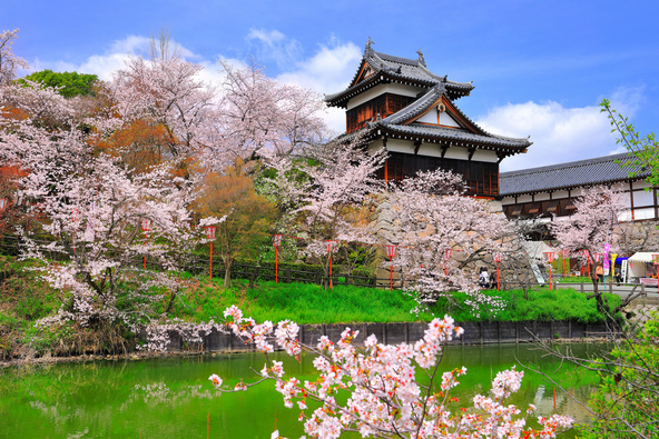 お城と桜の共演は必見です!(画像提供:kazukiatuko / PIXTA)