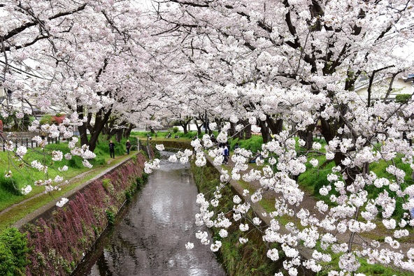 桜のトンネルを満喫できます(画像提供:jooko3 / PIXTA)
