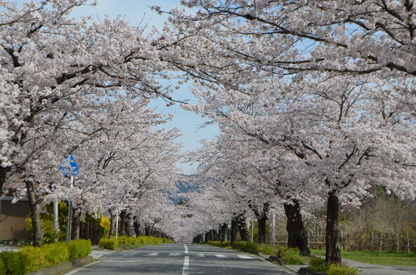 約400本の桜並木は見応えがあります(画像提供:長瀞町)