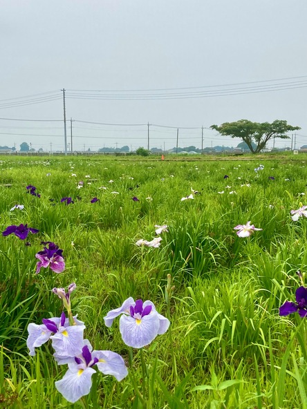 提供:一般社団法人久喜市観光協会
