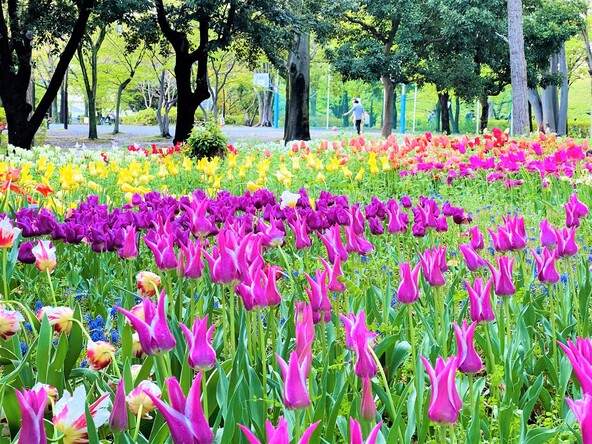 「猿江恩賜公園」に咲くチューリップ(画像提供:RANDY.MN / PIXTA)