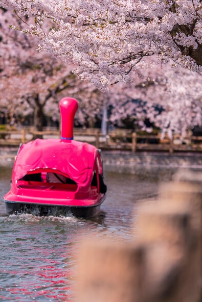 ペダルボートと手漕ぎボートの2種類があります(画像提供:一般社団法人平川市観光協会)