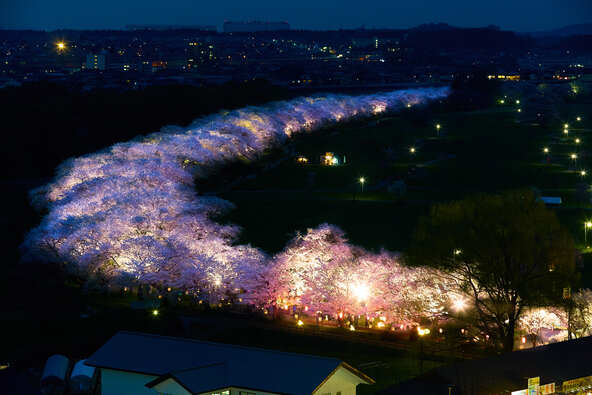 圧倒的なスケール感の夜桜ライトアップ(画像提供:一般社団法人北上観光コンベンション協会)