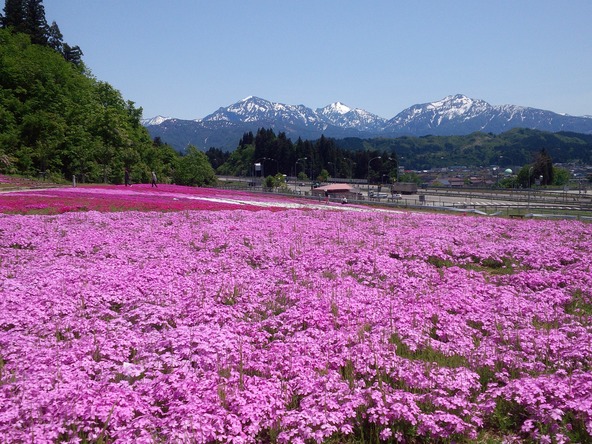 残雪と芝桜のコントラストが魅了します