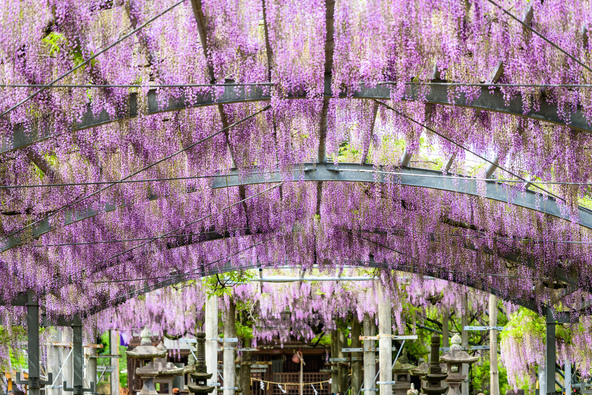 県の天然記念物にも指定されている藤(画像提供:KOROKICHIKUN / PIXTA)