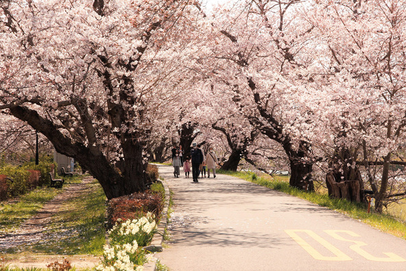 まち全体が桜色に染まります