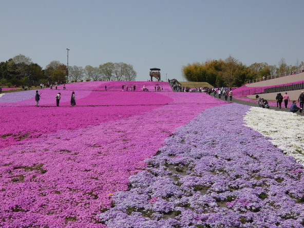 28万株もの芝ざくらが彩る絶景!