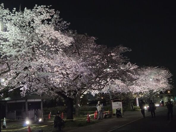 柴又の春を告げる、さくらまつり開催!