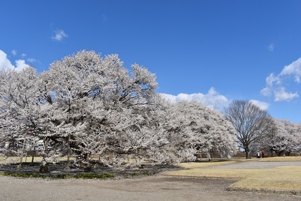園内にある約500本の桜が次々と咲き誇ります