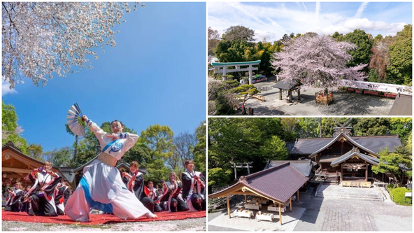今週末には、総勢1,000人以上が集まり奉納される圧巻のよさこいを披露!