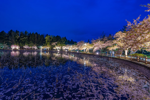 写真提供:平川市観光協会