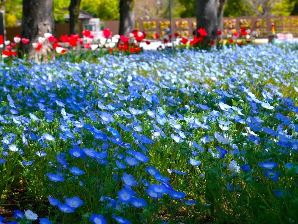 園内にある芝生広場脇の花壇などで楽しめます