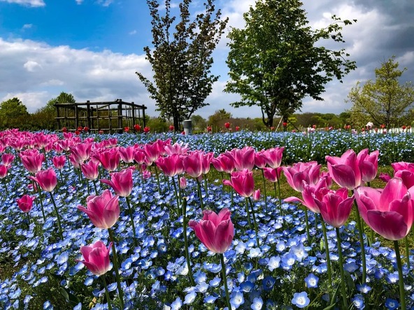 開花時期が重なれば、チューリップとネモフィラ、そしてパンジーとの競演も楽しめます