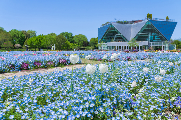 公園の顔となる「メイン花壇」では、一年草を中心とした花の演出が行われています(画像提供:daysgoby_JPN / PIXTA)