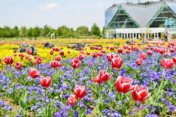 例年4月中旬には、水盤池周りのチューリップ(鉢展示)約100品種と、メイン花壇ではネモフィラやビオラ、チューリップが見頃を迎えます
