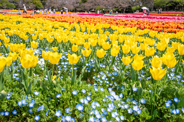 「花ひろば」に咲くチューリップとネモフィラ(画像提供:Bull / PIXTA)
