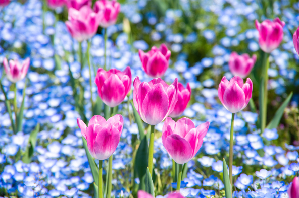 大花壇に咲くチューリップとネモフィラ(画像提供:Bull / PIXTA)