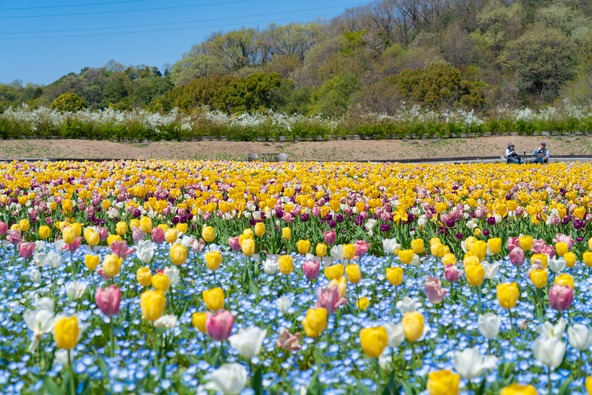 ブルーのネモフィラに浮かぶように咲くカラフルなチューリップ(画像提供:daysgoby_JPN / PIXTA)