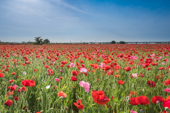 約3,000万本が栽培される日本最大級のポピー畑!(画像提供:genki / PIXTA)