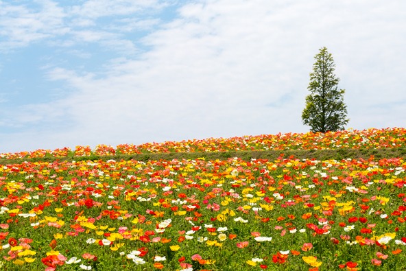 カラフルなポピー畑(画像提供:M.F.S. / PIXTA)