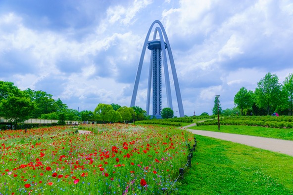 「シャーレーポピー」が開花すると、花畑一面がまるで赤い絨毯のよう