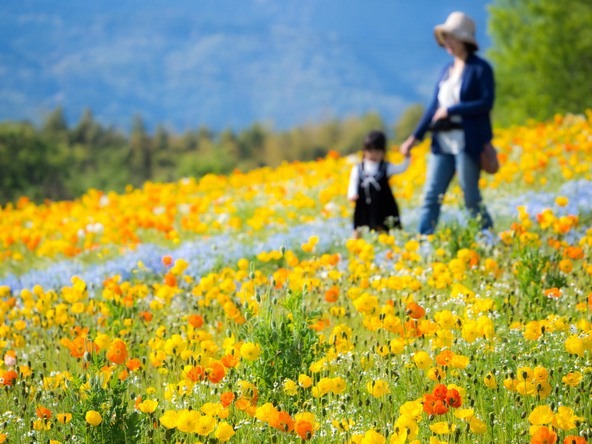 「花の丘」に咲くポピー(画像提供:才木 龍太 / PIXTA)