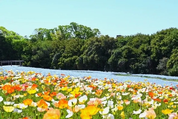春の「万博記念公園」は花でいっぱい!(画像提供:万博記念公園マネジメント・パートナーズ)