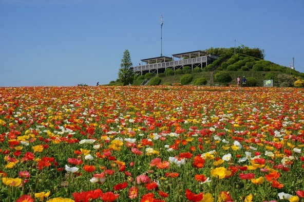 展望デッキ(画像提供:zero / PIXTA)