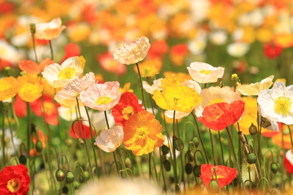 ハーブガーデンを彩るポピー(画像提供: きゅーまる / PIXTA)