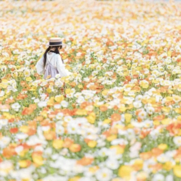 やさしい風と花いっぱい香る丘を家族で散策してみては?(画像提供:一般社団法人 世羅町観光協会)