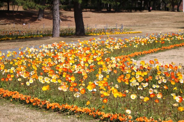 透き通るようなシトラスカラーの花びらが春の陽光に映え、風に揺れる姿はこの季節ならではの景観です
