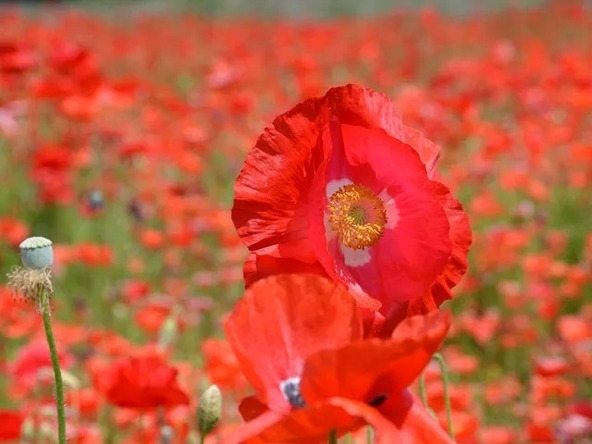 島原の新名所として2012年にオープンした公園に咲くポピー