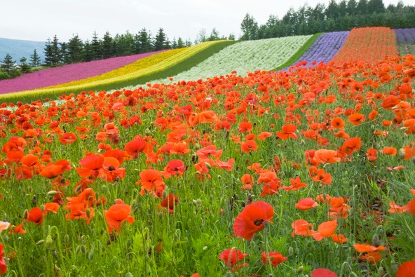 初夏を彩るポピー(画像提供: : ふぉーかす / PIXTA)